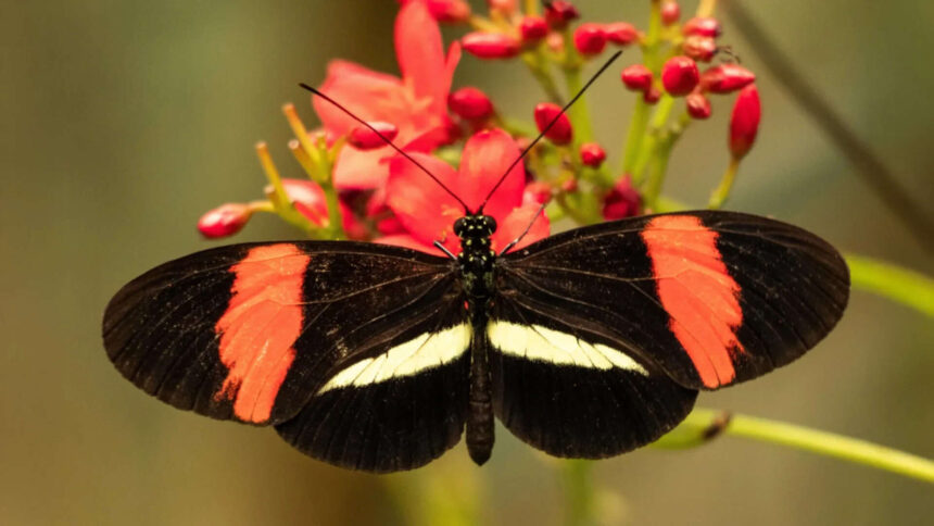 Scientists found tropical butterflies that can live nearly a year and show little sign of ageing; here’s why they may matte