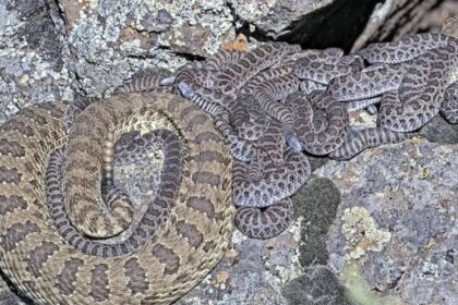 Scientists have debunked the long-repeated myth that baby rattlesnakes are more dangerous than adults, finding that adult rat