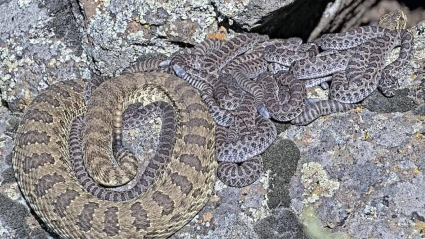 Scientists have debunked the long-repeated myth that baby rattlesnakes are more dangerous than adults, finding that adult rat