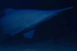 Scientists have filmed a rare 125-million-year-old goblin shark alive in its natural deep-sea habitat for the first time, rev