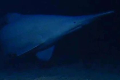 Scientists have filmed a rare 125-million-year-old goblin shark alive in its natural deep-sea habitat for the first time, rev