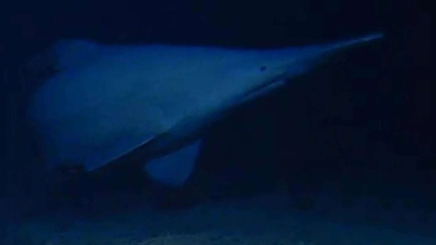 Scientists have filmed a rare 125-million-year-old goblin shark alive in its natural deep-sea habitat for the first time, rev