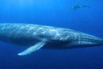 Scientists have finally explained why killer whales struggle to hear blue whales, and the answer may have helped the giants s