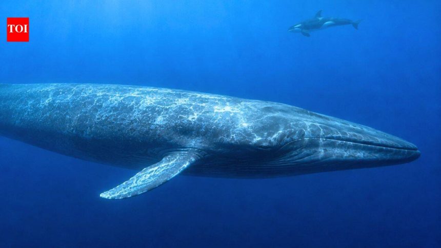 Scientists have finally explained why killer whales struggle to hear blue whales, and the answer may have helped the giants s