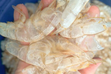 Scientists in Singapore have found a way to transform shrimp shell waste into 'carbon-negative' hydrogen fuel, turning biomas