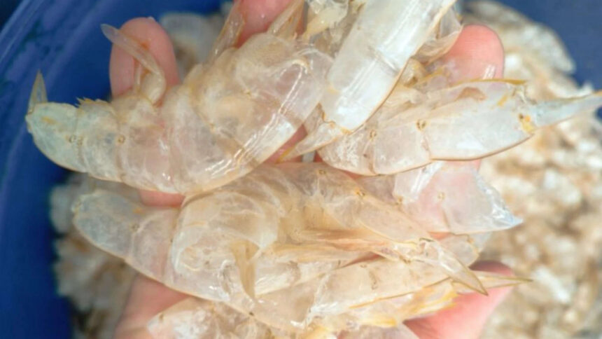 Scientists in Singapore have found a way to transform shrimp shell waste into 'carbon-negative' hydrogen fuel, turning biomas