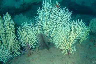 Scientists marked this coral reef as dead in the 1960s; underwater drones found it alive...