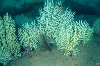 Scientists marked this coral reef as dead in the 1960s; underwater drones found it alive...