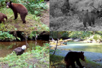 Scientists played human voices near Alaska salmon streams and found that bears and eagles fled