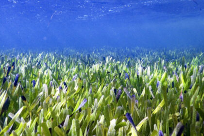 Scientists reveal underwater seagrass meadows could end global malnutrition