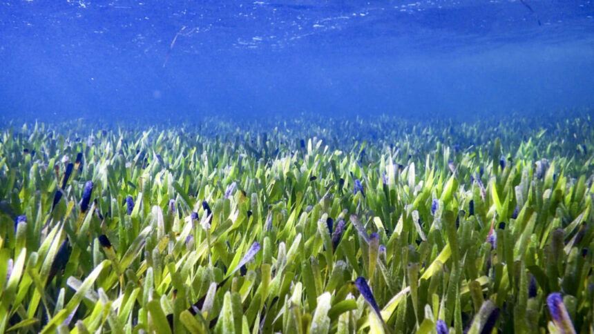 Scientists reveal underwater seagrass meadows could end global malnutrition