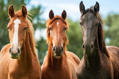 Scientists showed horses silent videos of wolves and found their hearts raced even when...
