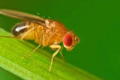 Scientists studied found flies rebuild their biological clock into a separate seasonal mode