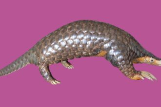 Scientists studied pangolin DNA from seven countries and rediscovered a Himalayan species that had been overlooked since 1836