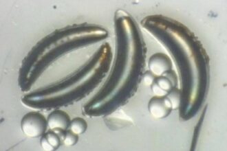 Scientists stunned as African lake fly larvae defy deep-sea survival limits