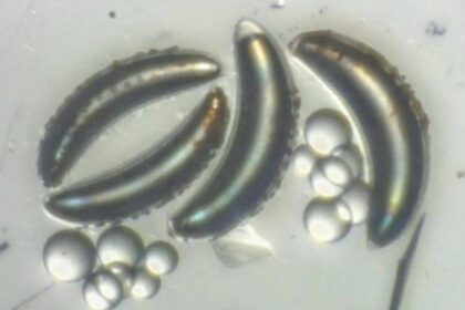 Scientists stunned as African lake fly larvae defy deep-sea survival limits