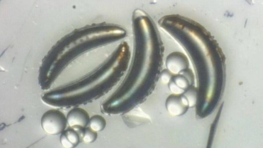 Scientists stunned as African lake fly larvae defy deep-sea survival limits