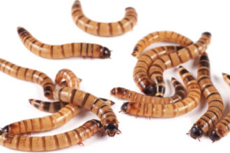 Scientists tested pet-store 'superworms' on animal specimens and found the beetle...
