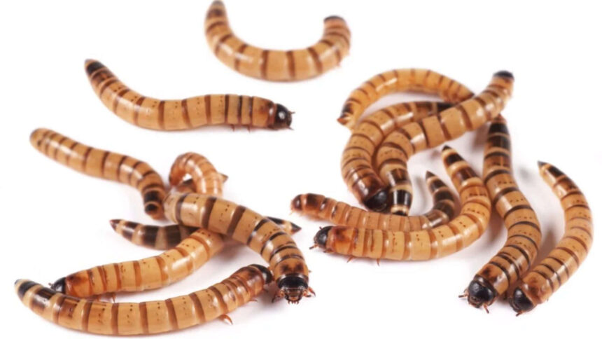 Scientists tested pet-store 'superworms' on animal specimens and found the beetle...