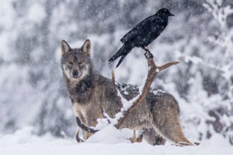 Scientists thought ravens followed wolves for food. A 2.5-year GPS study told a different story.