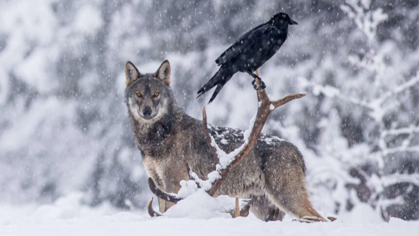 Scientists thought ravens followed wolves for food. A 2.5-year GPS study told a different story.