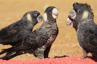 Scientists tracked endangered Australian cockatoos for three breeding seasons and found...