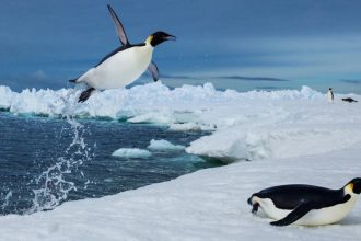 Scientists tracked more than 6,000 penguin dives beneath Antarctic sea ice and found that prey may become harder to reach, ev