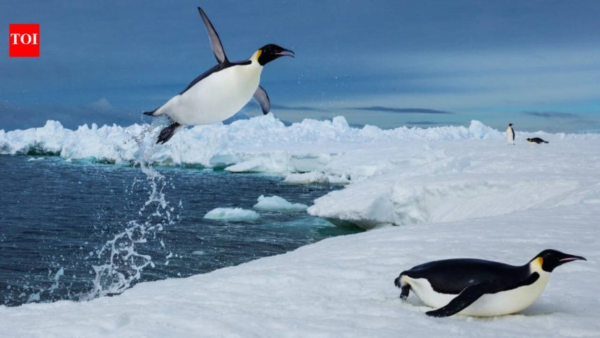 Scientists tracked more than 6,000 penguin dives beneath Antarctic sea ice and found that prey may become harder to reach, ev