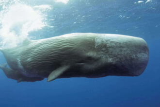 Scientists use AI to decode sperm whale communication, discovering a possible phonetic alphabet and revealing that Mediterran