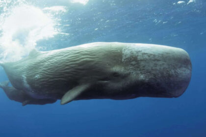 Scientists use AI to decode sperm whale communication, discovering a possible phonetic alphabet and revealing that Mediterran