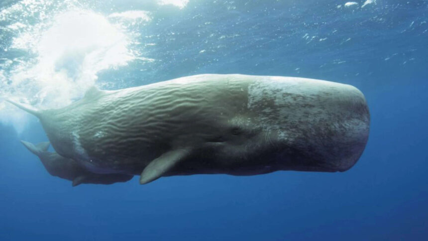 Scientists use AI to decode sperm whale communication, discovering a possible phonetic alphabet and revealing that Mediterran