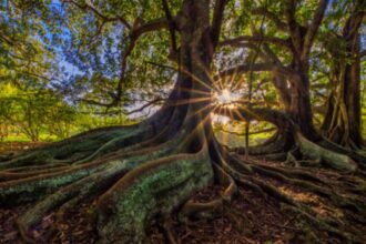 Scientists warmed the same forest soil by 5°C for 37 years; in the fourth decade, microbes began releasing carbon once thoug