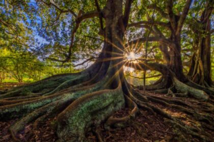 Scientists warmed the same forest soil by 5°C for 37 years; in the fourth decade, microbes began releasing carbon once thoug