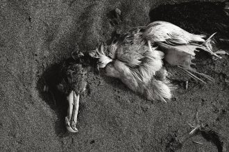 Seabird Crisis: Why California's mass seabird die-off could be more than a temporary tragedy