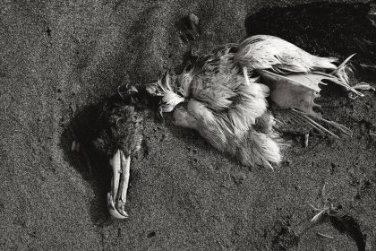 Seabird Crisis: Why California's mass seabird die-off could be more than a temporary tragedy