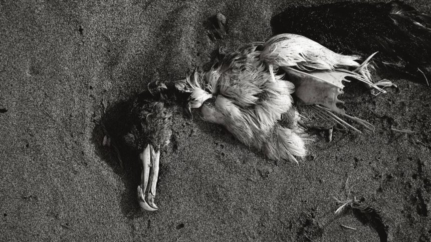 Seabird Crisis: Why California's mass seabird die-off could be more than a temporary tragedy