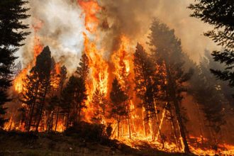 Sequoia trees: Ancient grooves that need fire to reproduce, but are being killed by massive modern wildfires