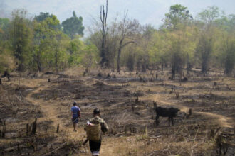Slash-and-burn farming was blamed for destroying rainforests, but a study something different