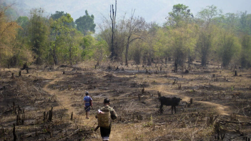 Slash-and-burn farming was blamed for destroying rainforests, but a study something different
