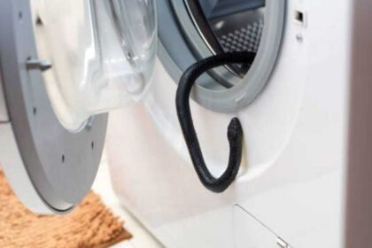 Snake in the washing machine? 7 Practical ways to keep snakes away from household items