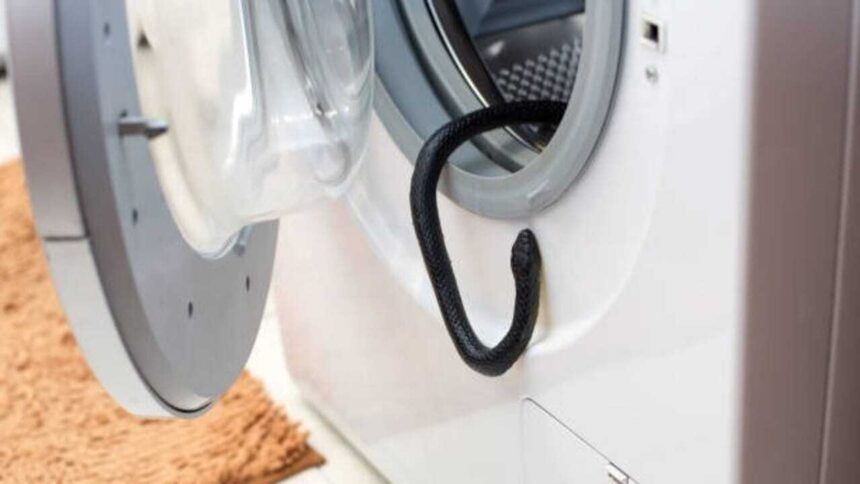 Snake in the washing machine? 7 Practical ways to keep snakes away from household items