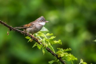 Some species of mosquitoes in the UK spread avian malaria