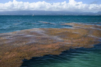 Space images have found a 5,000-mile seaweed belt across the Atlantic: Scientists say it can clog beaches and create public h