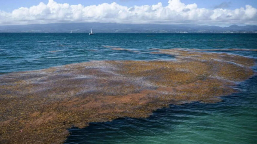 Space images have found a 5,000-mile seaweed belt across the Atlantic: Scientists say it can clog beaches and create public h