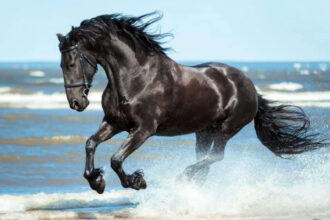Spanish proverb of the day: 'Don’t look at the teeth of a gifted horse'