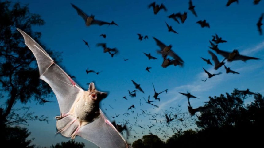 Study finds Japanese horseshoe bats match each other's frequency to reduce noise in colonies
