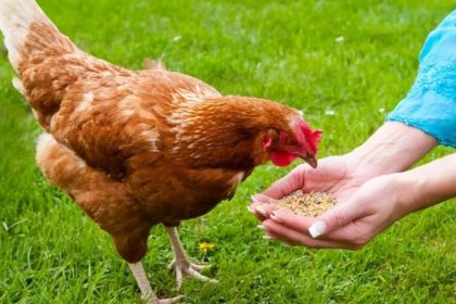 Swedish proverb of the day: 'Even a blind hen finds a grain sometimes'