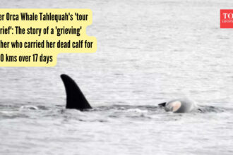 Tahlequahs 'tour of grief': Orca mother carried dead calf for 1,600 kms over 17 days
