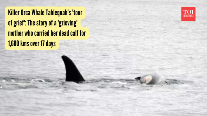 Tahlequahs 'tour of grief': Orca mother carried dead calf for 1,600 kms over 17 days