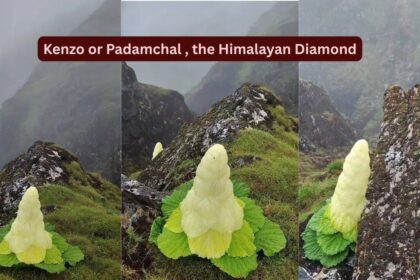 Taller than humans, blooming once in seven years: Meet the rare Himalayan ‘Diamond’ flower that defies nature